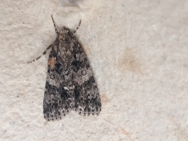 Acronicta rumicis - sóska-szigonyosbagoly Acronicta rumicis - sóska-szigonyosbagoly