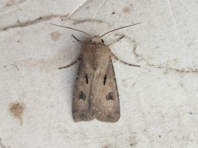 Agrotis exclamationis - felkiáltójeles földibagoly