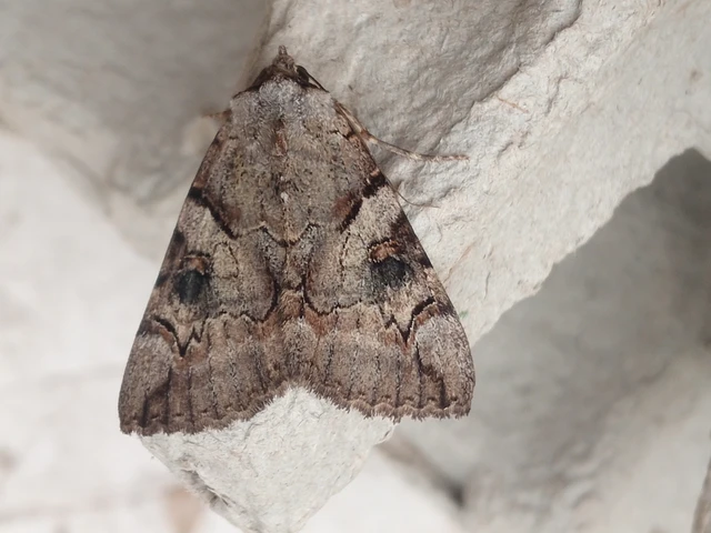 Catocala hymenaea - kökény-övesbagoly