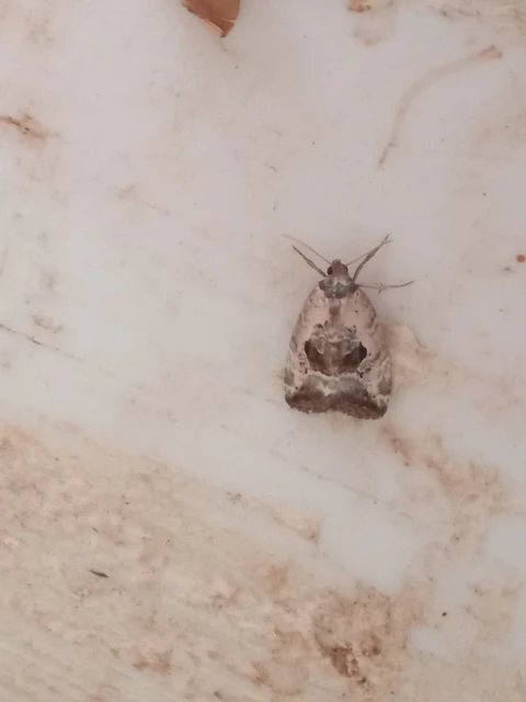 Hapalotis venustula - rózsaszínű mázasbagoly