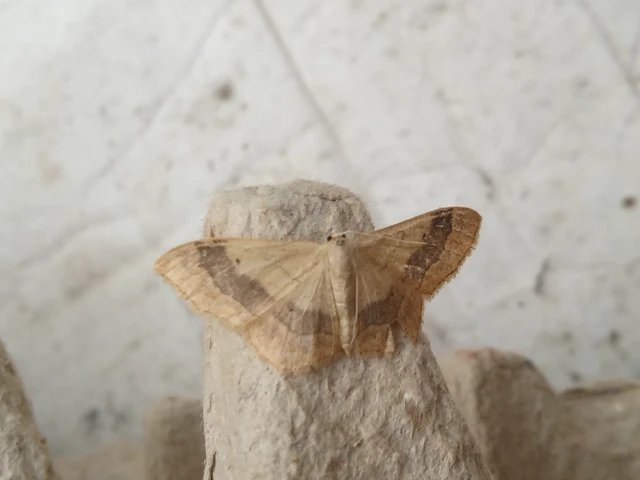Idaea aversata - nagy sávosaraszoló