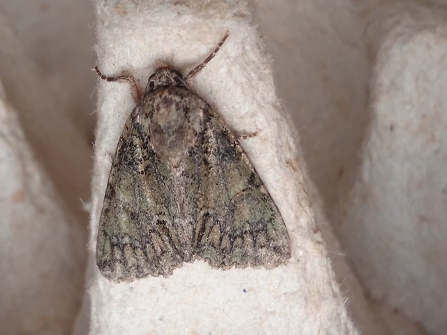 Polyphaenis sericata - selyemfényű erdeibagoly
