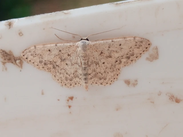 Scopula marginepunctata - pettyes sávosaraszoló