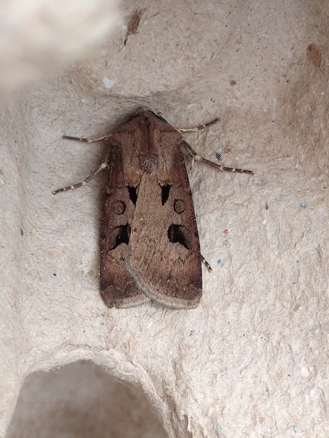 Agrotis exclamationis - felkiáltójeles földibagoly