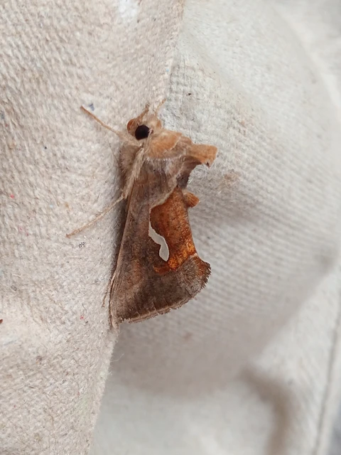 Macdunnoughia confusa - cseppfoltos ezüstbagoly