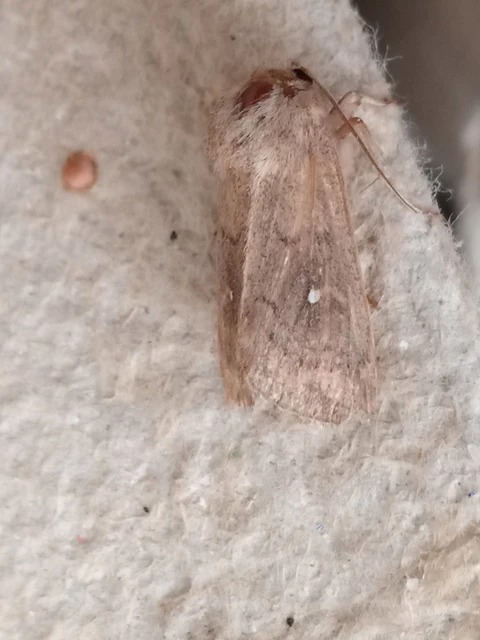 Mythimna albipuncta - fehérpettyes rétibagoly