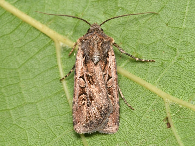 Euxoa