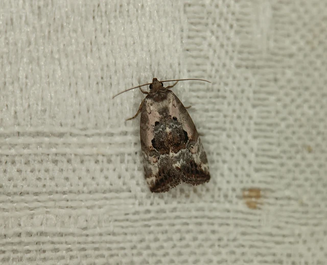 Hapalotis venustula - rózsaszínű mázasbagoly