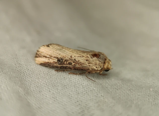 Axylia putris - vonalkás földibagoly
