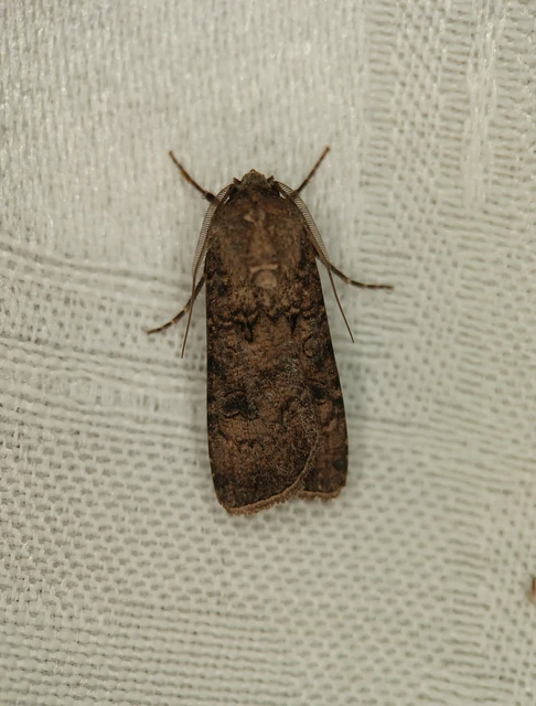 Agrotis segetum - vetési földibagoly