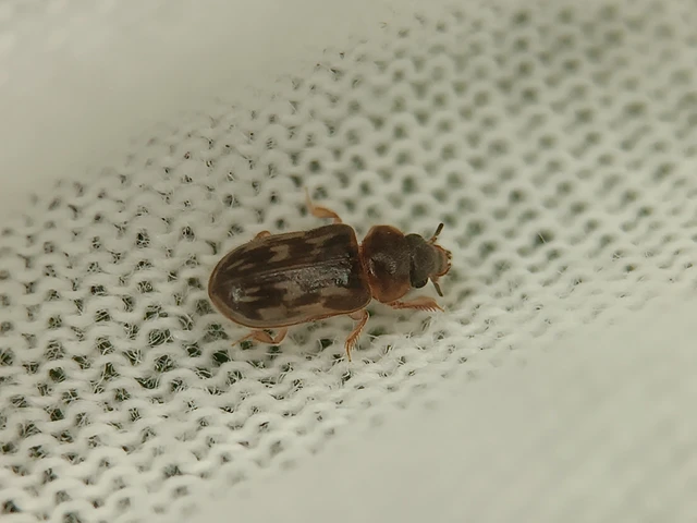 Coleoptera - Bogarak