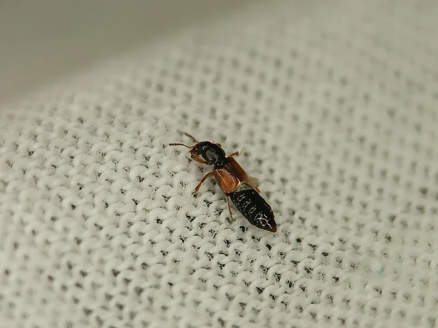 Coleoptera - Bogarak