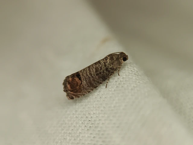 Cydia pomonella - almamoly
