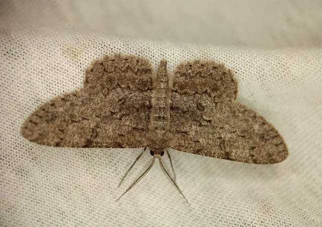 Hypomecis punctinalis - pettyes faaraszoló