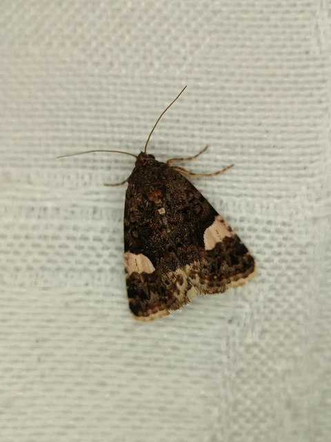 Tyta luctuosa - fekete nappalibagoly