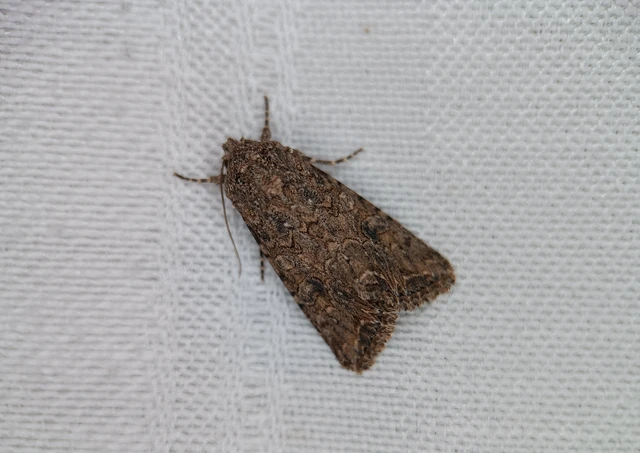 Hadula trifolii - lóherebagoly