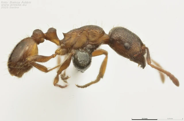 Tetramorium caespitum - nyugati gyepihangya Tetramorium caespitum - nyugati gyepihangya