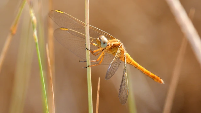 Orthetrum coerulescens - karcsú pásztorszitakötő Orthetrum coerulescens - karcsú pásztorszitakötő
