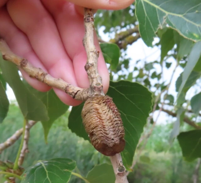 Hierodula tenuidentata - óriás ázsiai imádkozósáska