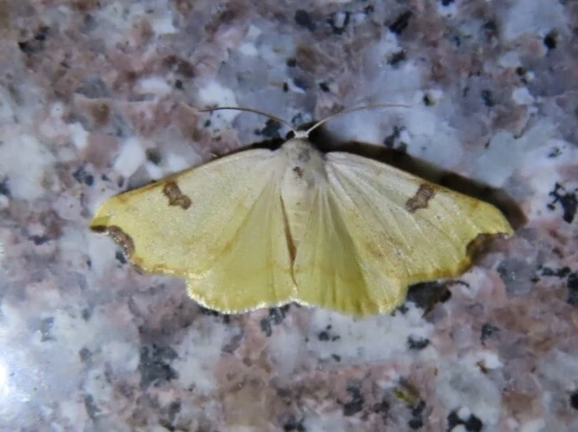 Eilicrinia cordiaria - fehér fűzfaaraszoló