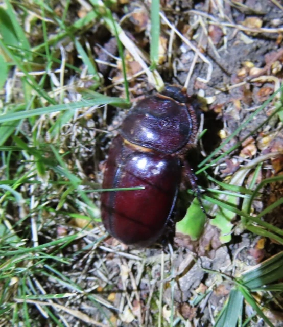 Oryctes nasicornis - orrszarvú bogár Oryctes nasicornis - orrszarvú bogár