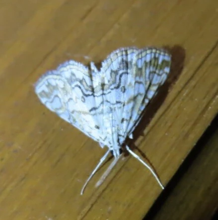 Elophila nymphaeata - tarka vízimoly