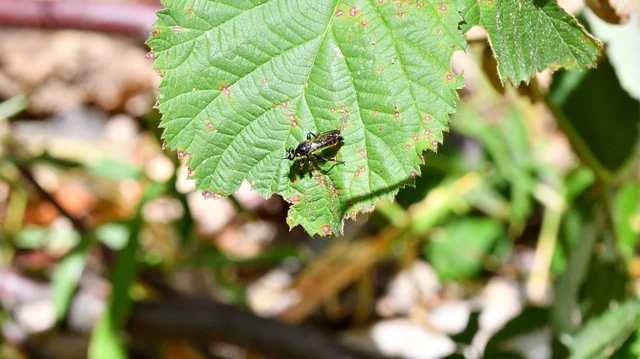 Diptera - Kétszárnyúak Diptera - Kétszárnyúak