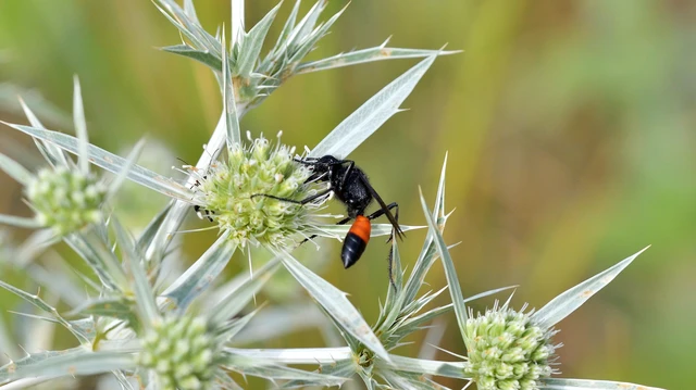 Hymenoptera - Hártyásszárnyúak Hymenoptera - Hártyásszárnyúak