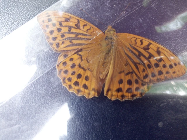 Argynnis paphia - nagy gyöngyházlepke