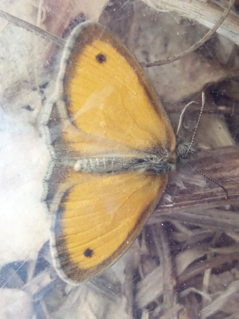 Coenonympha pamphilus - kis szénalepke