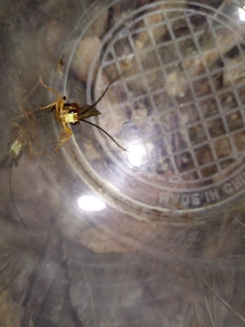 Hymenoptera - Hártyásszárnyúak Hymenoptera - Hártyásszárnyúak