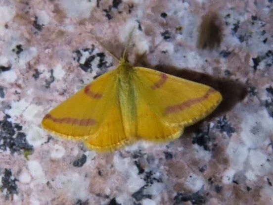 Lythria purpuraria - bíborsávos araszoló