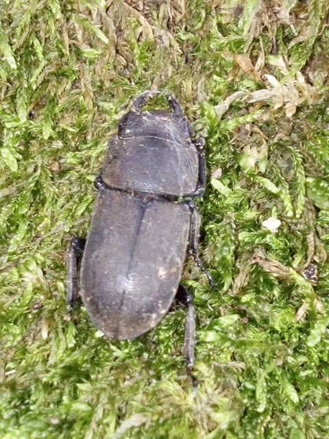 Dorcus parallelipipedus - kis szarvasbogár Dorcus parallelipipedus - kis szarvasbogár