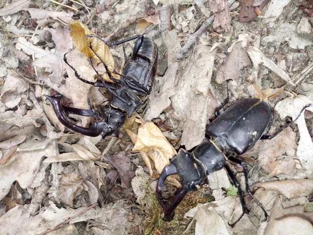 Lucanus cervus - nagy szarvasbogár