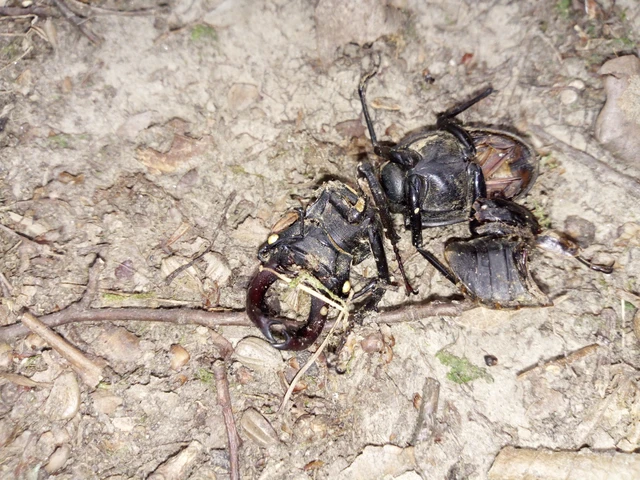 Lucanus cervus - nagy szarvasbogár