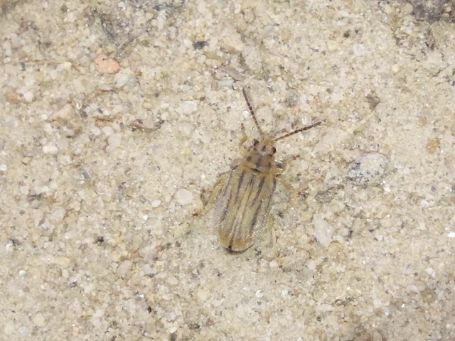 Ophraella communa - parlagfű-olajosbogár Ophraella communa - parlagfű-olajosbogár