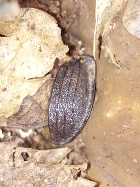Coleoptera - Bogarak