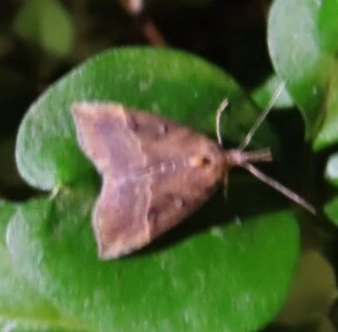 Hypena rostralis - közönséges karcsúbagoly