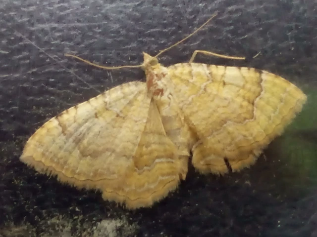 Camptogramma bilineata - kétvonalas sávosaraszoló
