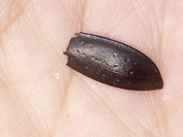 Coleoptera - Bogarak