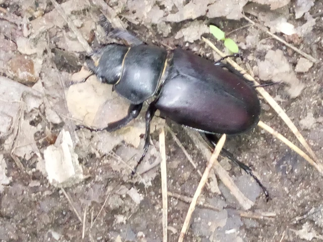 Lucanus cervus - nagy szarvasbogár