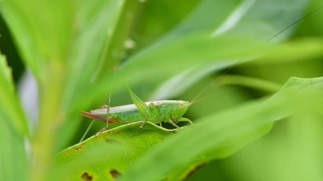 Orthoptera - Egyenesszárnyúak Orthoptera - Egyenesszárnyúak