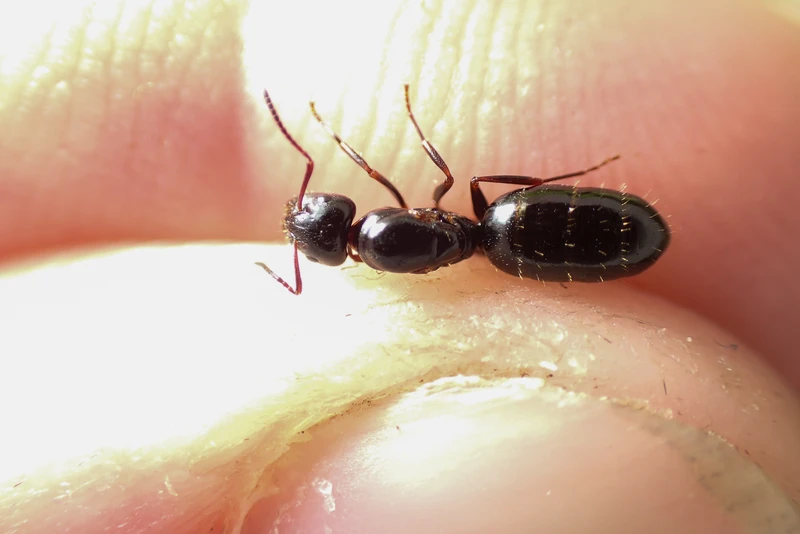Camponotus dalmaticus