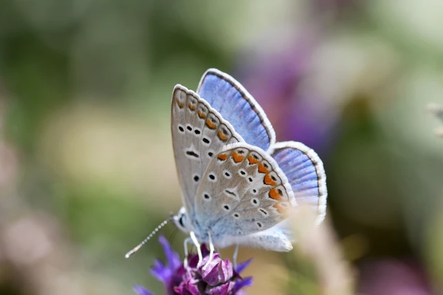 Polyommatus icarus - közönséges boglárka