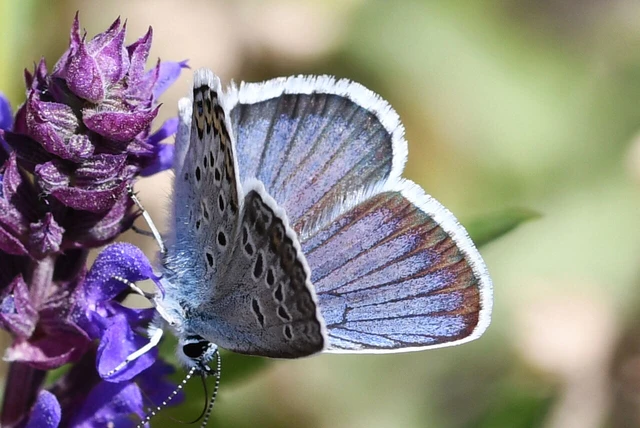 Plebejus argus - ezüstös boglárka