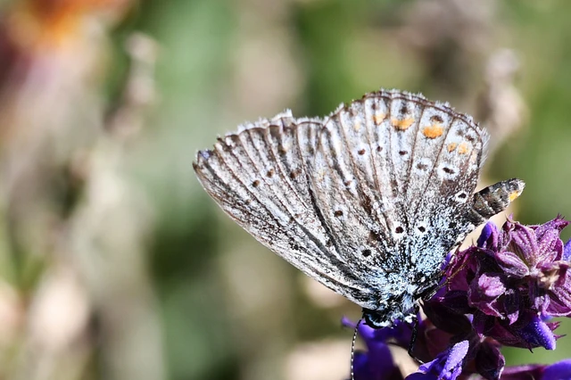 Polyommatus icarus - közönséges boglárka