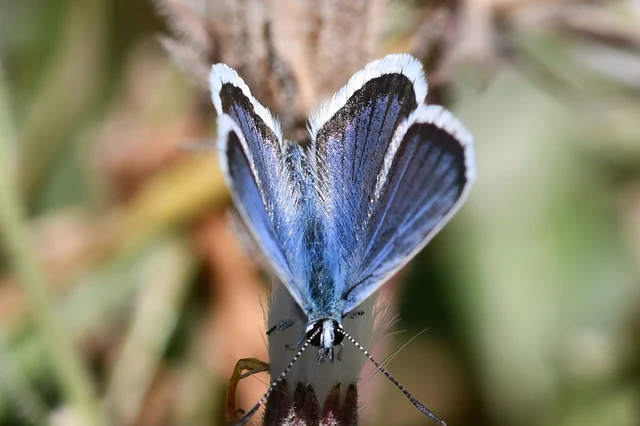 Plebejus argus - ezüstös boglárka