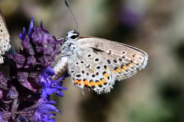 Plebejus argus - ezüstös boglárka