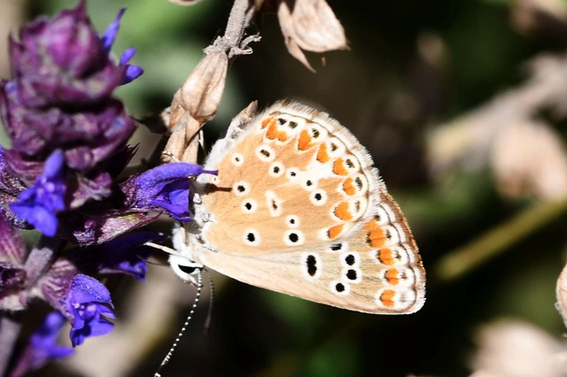 Aricia agestis - szerecsenboglárka