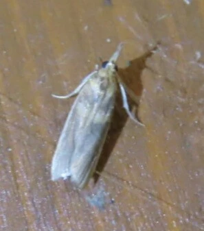 Etiella zinckenella - akácmoly